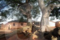Voodoo sacred tree. Togoville, Togo.