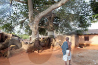 Voodoo sacred tree. Togoville, Togo.