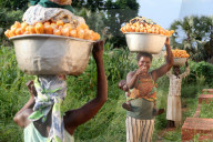Women carrying platter with corn on head. Togo.