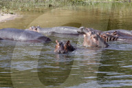 Hippopotamuses in the Nile river. Uganda.