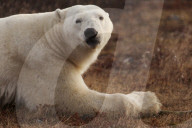 Alert polar bear (Ursus maritimus) on sub-arctic tundra grassland north of Churchill in Manitoba, Canada