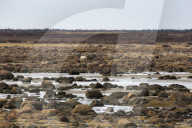 Alert polar bear (Ursus maritimus) on the rocky, sub-arctic shoreline of the Hudson Bay north of Churchill in Manitoba, Canada
