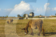 'Woolly' donkeys, a rare type (Baudet du Poitou) once used to carry salt. St Martin de RÃ©, Ile de RÃ©, Charente-Maritime, France