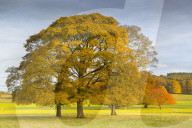 Autumnal trees in Chatsworth Park, Peak District National Park, Derbyshire, England, United Kingdom, Europe