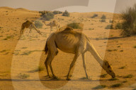 Racing camels raised in the Dubai Desert, Dubai, UAE, Middle East, Asia