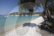 Pebble beach and bay with olive tree, Lakka, Paxos, Ionian Islands, Greek Islands, Greece, Europe
