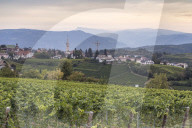 Vineyards near to Caldaro, South Tyrol, Italy, Europe