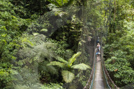 Rainforest on La Fortuna Waterfall hike, Alajuela Province, Costa Rica, Central America