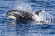 A young 'Type D', or sub-Antarctic killer whale, Orcinus orca, surfacing in the Drake Passage, Antarctica.