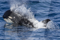 A young 'Type D', or sub-Antarctic killer whale, Orcinus orca, surfacing in the Drake Passage, Antarctica.
