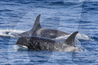A very rare sighting of 'Type D', or sub-Antarctic killer whales, Orcinus orca, in the Drake Passage, Antarctica.