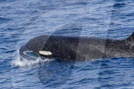 A 'Type D', or sub-Antarctic killer whale, Orcinus orca, surfacing in the Drake Passage, Antarctica.