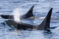 Adult bull 'Type D', or sub-Antarctic killer whales, Orcinus orca, surfacing in the Drake Passage, Antarctica.