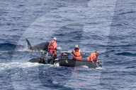 Zodiac near 'Type D' killer whales, Orcinus orca, in the Drake Passage, Antarctica.