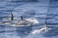 Adult 'Type D', or sub-Antarctic killer whales, Orcinus orca, surfacing in the Drake Passage, Antarctica.