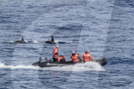 Zodiac near 'Type D' killer whales, Orcinus orca, in the Drake Passage, Antarctica.