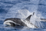 A very rare sighting of 'Type D', or sub-Antarctic killer whales, Orcinus orca, in the Drake Passage, Antarctica.