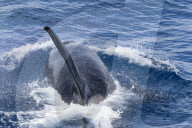 An adult bull 'Type D', or sub-Antarctic killer whale, Orcinus orca, surfacing in the Drake Passage, Antarctica.
