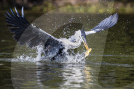 An adult cocoi heron, Ardea cocoi, fishing. Pousado Rio Claro, Mato Grosso, Brazil.