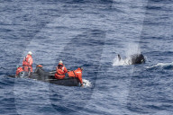 Zodiac near 'Type D' killer whales, Orcinus orca, in the Drake Passage, Antarctica.