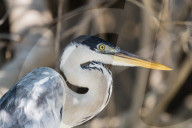 An adult cocoi heron, Ardea cocoi, Porto Jofre, Mato Grosso, Pantanal, Brazil.