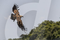 An adult black-collared hawk, Busarellus nigricollis, in flight at Pousado Rio Claro, Mato Grosso, Brazil.