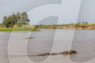 Adult capybara, Hydrochoerus hydrochaeris, with young, Porto Jofre, Mato Grosso, Pantanal, Brazil.