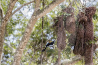 A yellow-rumped cacique, Cacicus cela, nest near Porto Jofre, Mato Grosso, Brazil.
