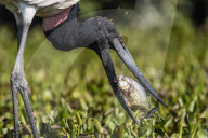 An adult jabiru, Jabiru mycteria, eating a piranha at Pousado Rio Claro, Mato Grosso, Brazil.