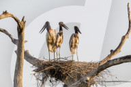 An adult jabiru, Jabiru mycteria, with 2 chicks on a nest at Pousado Rio Claro, Mato Grosso, Brazil.