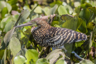 A juvenile rufescent tiger heron, Tigrisoma lineatum, Pouso Alegre Fazenda, Brazil.