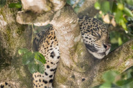 An adult jaguar, Panthera onca, sleeping in a tree on the Rio Tres Irmao, Mato Grosso, Brazil.