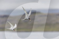 Adult Arctic terns, Sterna paradisaea, returning to the nest with fish, Vigur Island, Iceland.