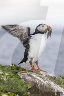 Adult Atlantic puffin, Fratercula arctica, with small fish caught in its bill, Grimsey Island, Iceland.