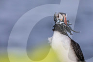 Adult Atlantic puffin, Fratercula arctica, with small fish caught in its bill, Grimsey Island, Iceland.