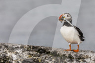 Adult Atlantic puffin, Fratercula arctica with small fish, Vigur Island, off the west coast of Iceland.