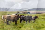 A herd of Icelandic horses on a farm on the southeast coast of Iceland.