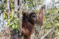 Reflection of wild male Bornean orangutan, Pongo pygmaeus, Buluh Kecil River, Borneo, Indonesia.