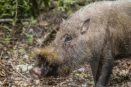 Adult Bornean bearded pig, Sus barbatus, Tanjung Puting National Park, Borneo, Indonesia.