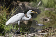 An adult great egret, Ardea alba, with fish at Los Cabos, Baja California Sur, Mexico.