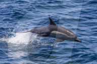 Long-beaked common dolphin, Delphinus capensis, leaping, Isla Danzante, BCS, Mexico.