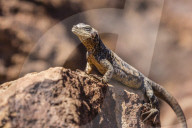 The endemic San Esteban chuckwalla, Sauromalus varius, Isla San Esteban, Baja California, Mexico.