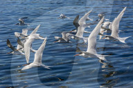 Elegant terns, Thalasseus elegans, in flight at breeding colony on Isla Rasa, Baja California, Mexico.