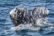 Adult California gray whale, Eschritius robustus, flukes-up dive in San Ignacio Lagoon, Baja California Sur, Mexico.