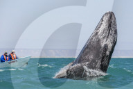 California gray whale calf, Eschritius robustus, breaching in San Ignacio Lagoon, Baja California Sur, Mexico.