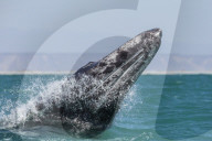 California gray whale calf, Eschritius robustus, breaching in San Ignacio Lagoon, Baja California Sur, Mexico.