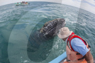 California gray whale calf, Eschritius robustus, with tourists in San Ignacio Lagoon, Baja California Sur, Mexico.