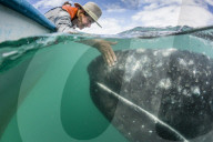 California gray whale calf, Eschritius robustus, half above half below, with tourists, San Ignacio Lagoon, BCS, Mexico.