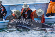California gray whale calf, Eschritius robustus, with tourists in San Ignacio Lagoon, Baja California Sur, Mexico.