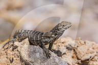 Juvenile San Esteban spiny-tailed iguana, Ctenosaura conspicuosa, Isla San Esteban, Baja California, Mexico.